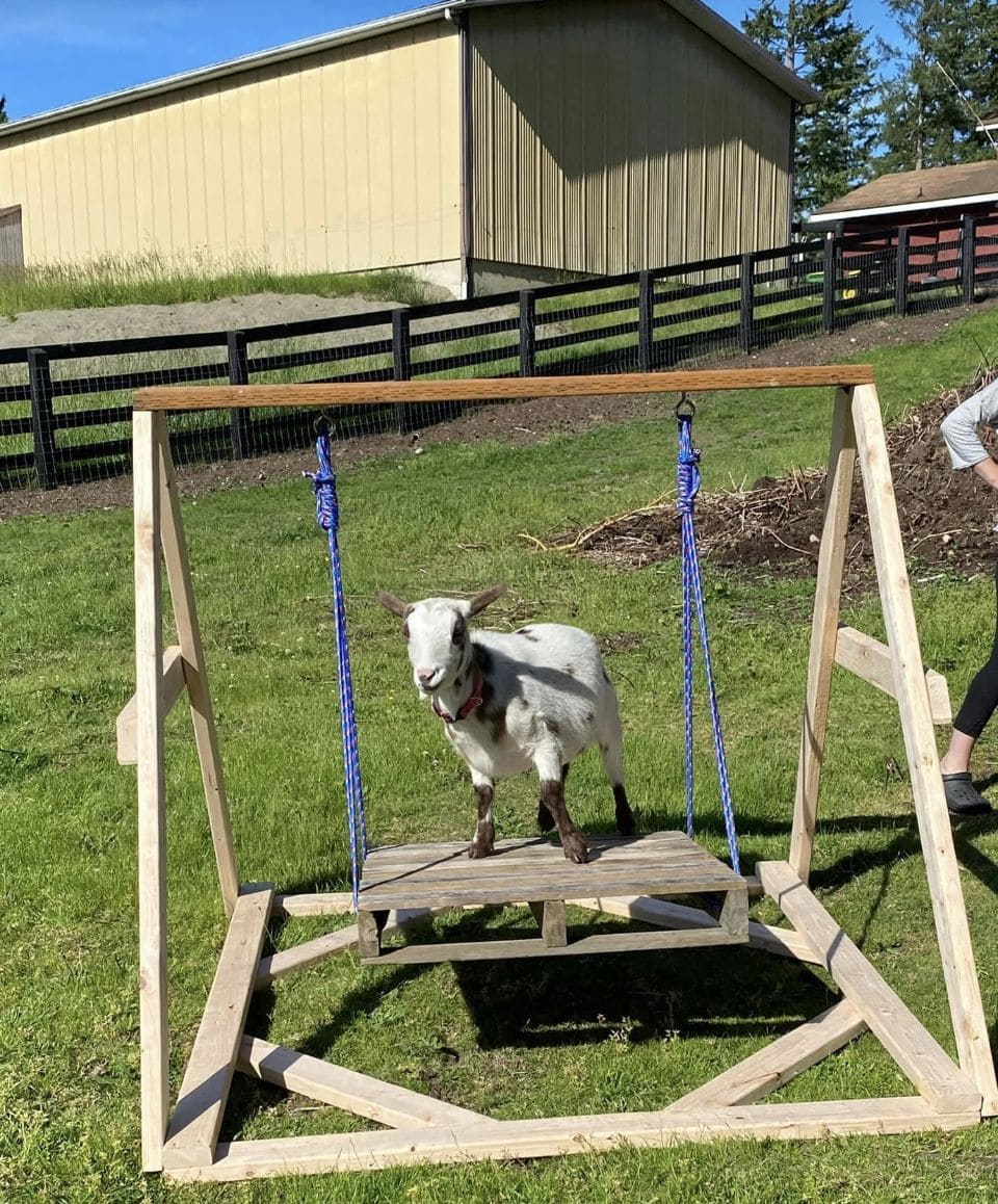 Goat-Friendly Swing Platform