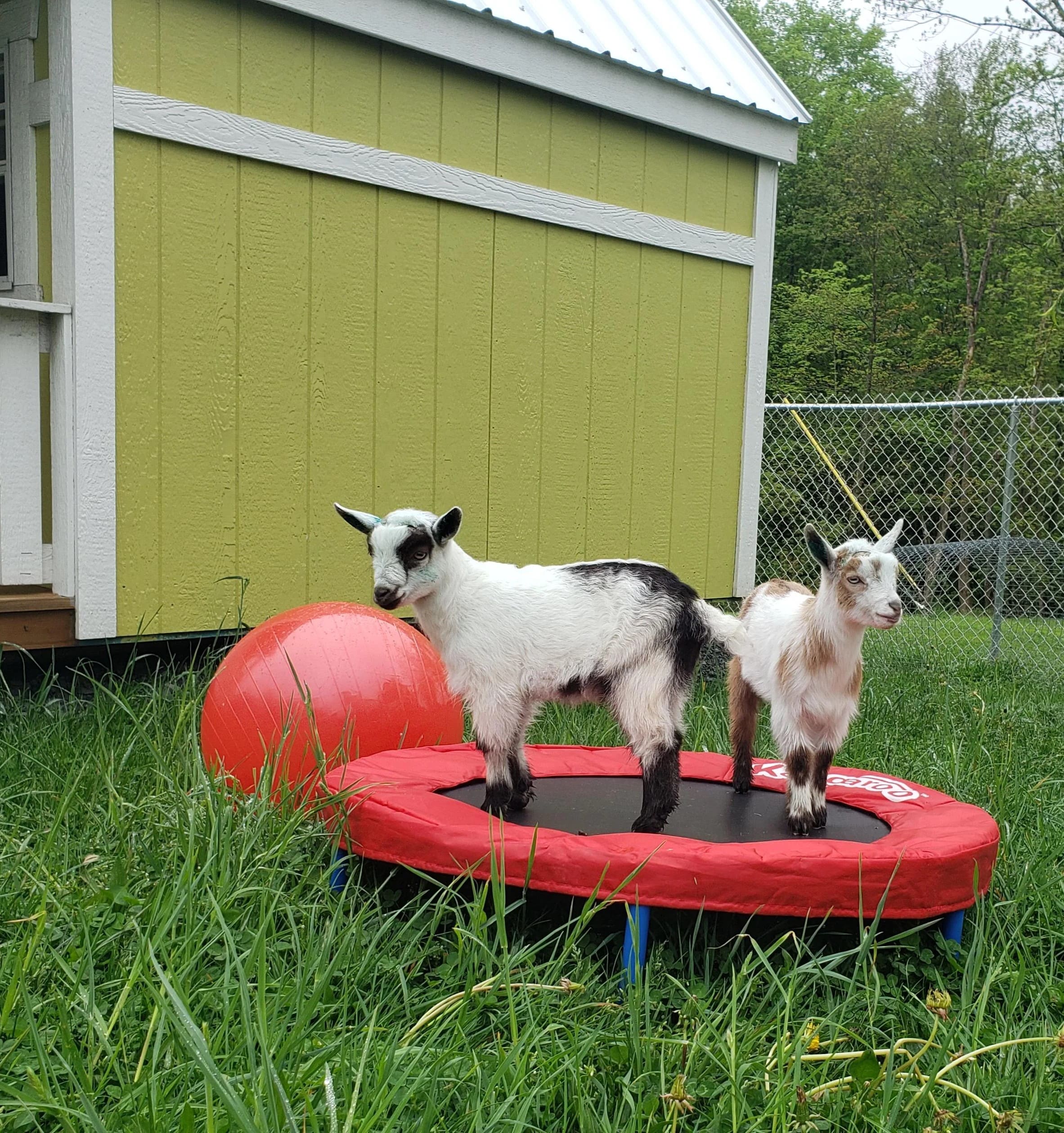 Goat Mini Trampoline Play