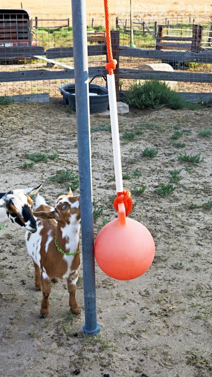 Hanging Exercise Ball Swing