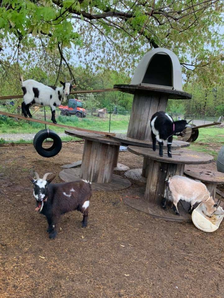 Multi-Level Goat Playground