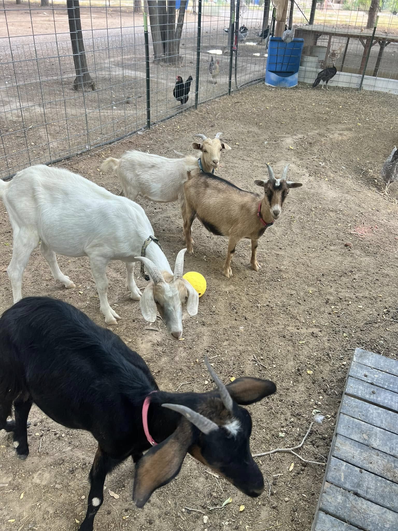 Outdoor Goat Play Ball